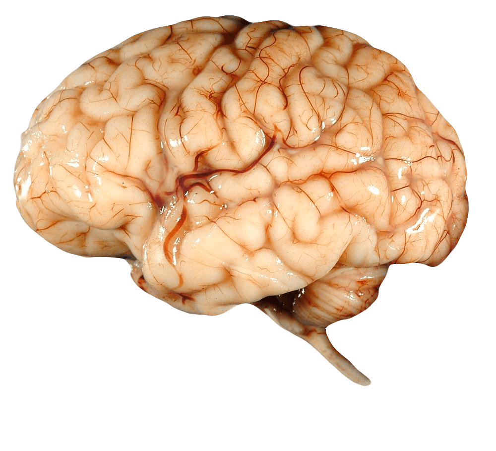 สมอง